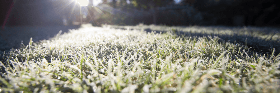 Winter Lawn Mowing